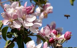 Apfelblüte macht Hoffnung auf gute Ernte