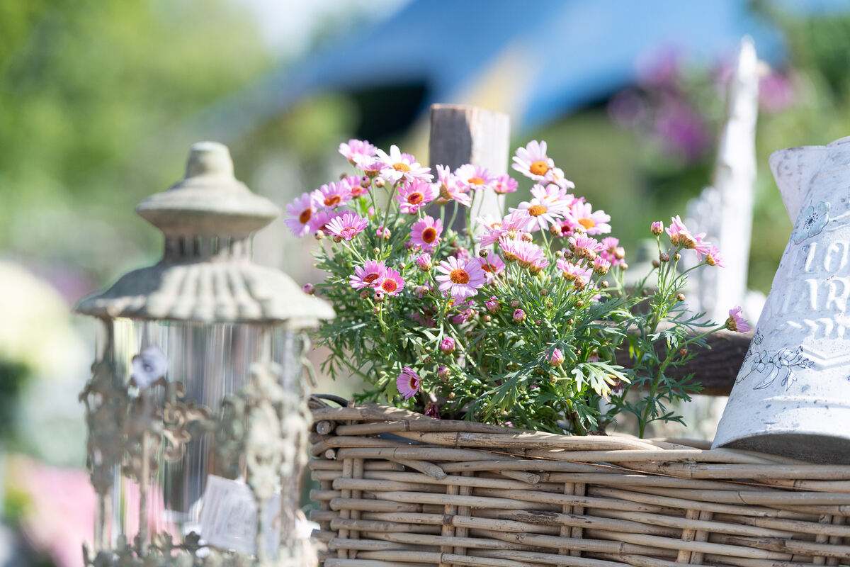 GardenLife_18_05_2023_Schanz_003