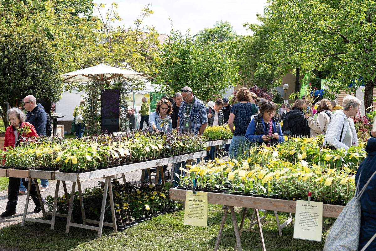 GardenLife_18_05_2023_Schanz_031