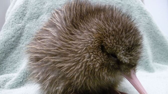 Neuseelands Nationalvogel Kiwi