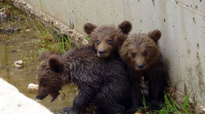 Drei Bärchen in Griechenland gerettet