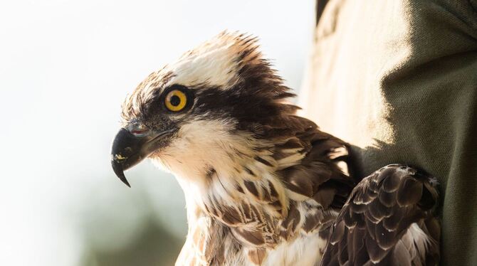 Fischadler Fischadler