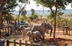 Elefantenwaisen in Simbabwe