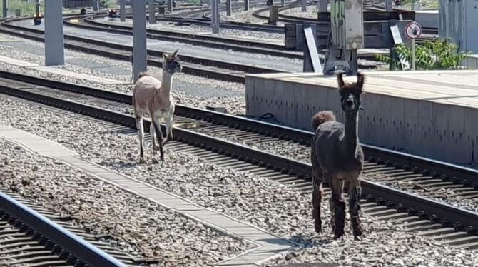 Lamas auf den Gleisen