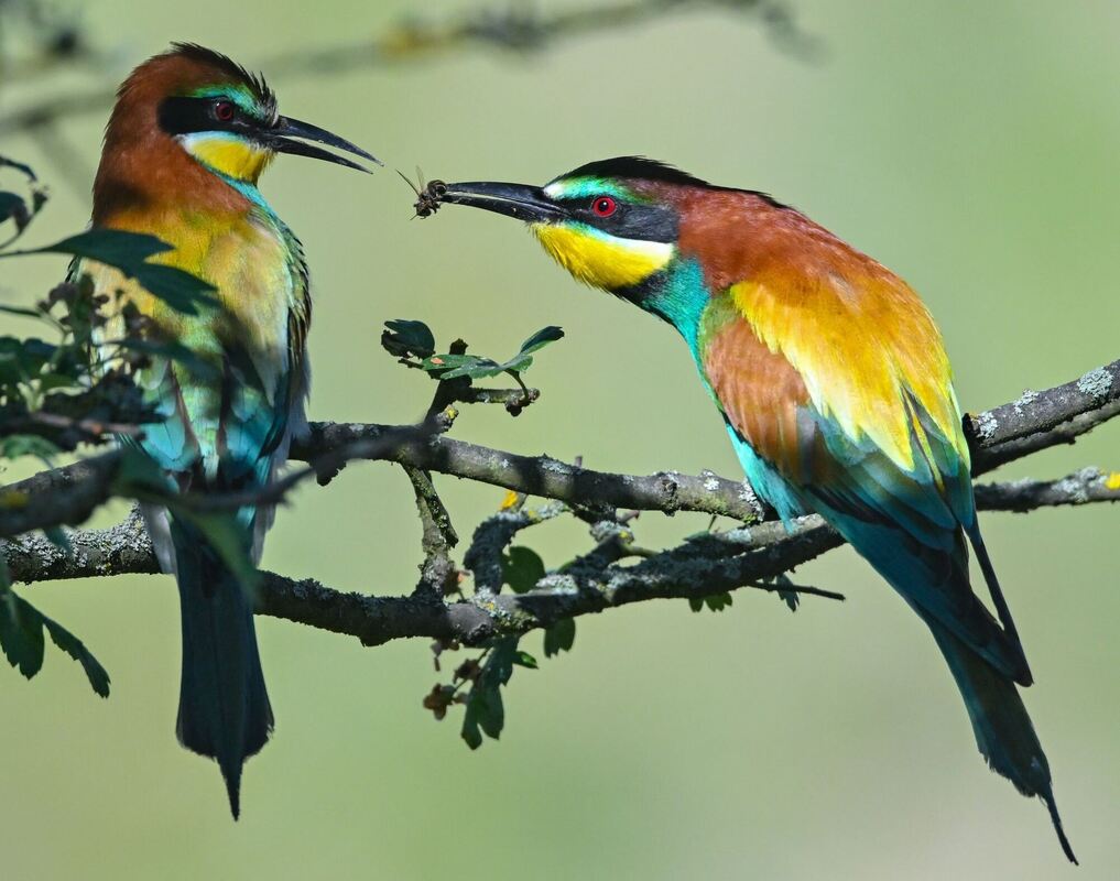 Bunter Vogel Bunter Vogel