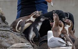 Pinguin-Nachwuchs