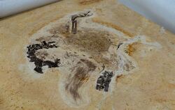 Wohl illegal beschafftes Dino-Fossil an Brasilien zurückgegeben