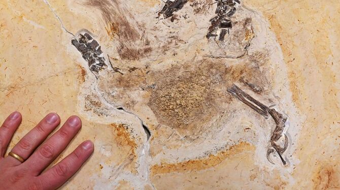 Dino-Fossil »Ubirajara jubatus« Dino-Fossil »Ubirajara jubatus«