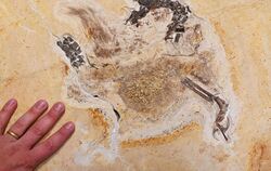 Dino-Fossil "Ubirajara jubatus"