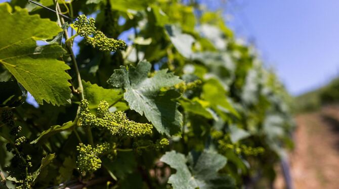 In Südbaden beginnt die Rebblüte