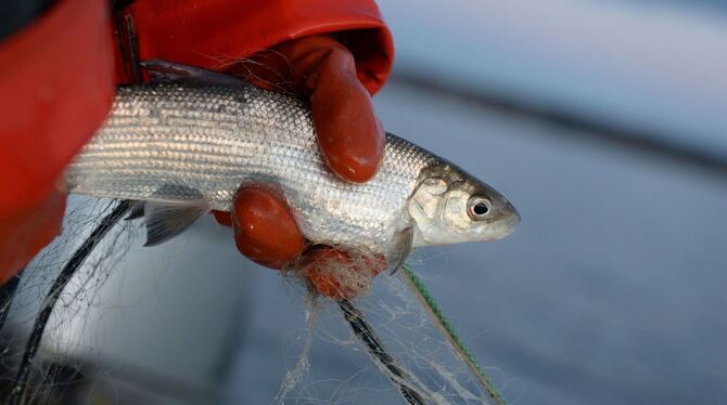 Fischer fangen immer weniger Fische im Bodensee