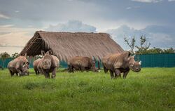Breitmaulnashörner kehren in den Kongo zurück