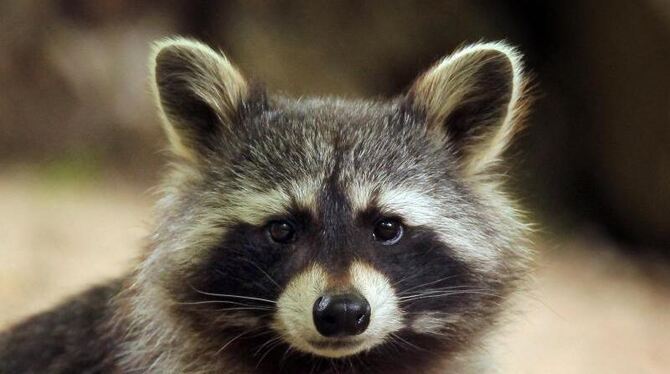 Waschbären sind auf dem Vormarsch. FOTO: FREDRIK VON ERICHSEN/DPA Waschbären sind auf dem Vormarsch. FOTO: FREDRIK VON ERICHSEN/DPA