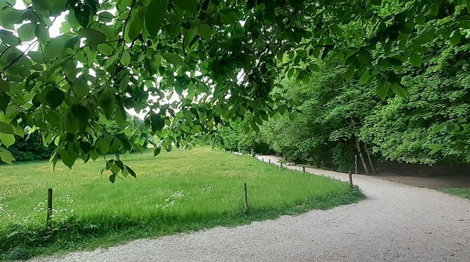 Die Berg-Ulmen, in der Region Neckar-Alb noch die am weitesten verbreitete Ulmen-Art, mögen gut wasserversorgte Standorte und ge