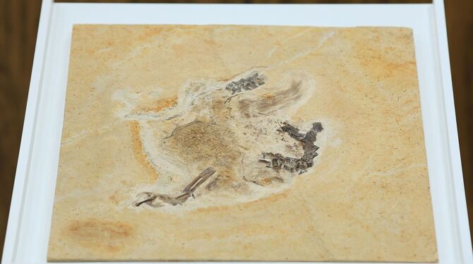 Dino-Fossil Dino-Fossil