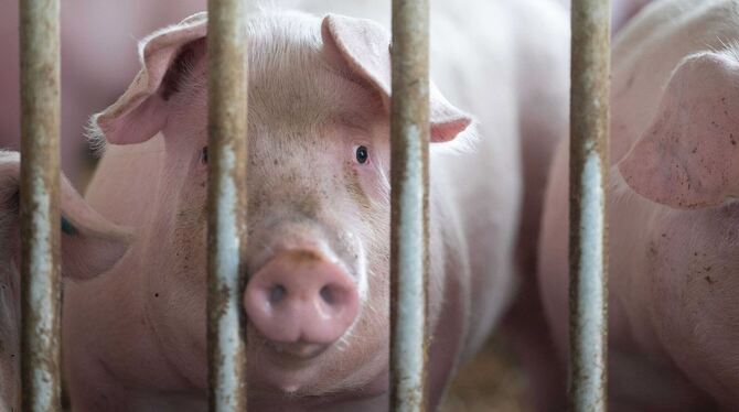 Tierwohl-Schweinestall