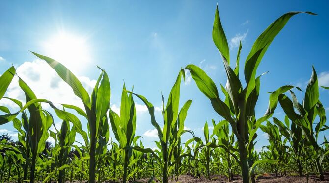 Gentechnik Gentechnik