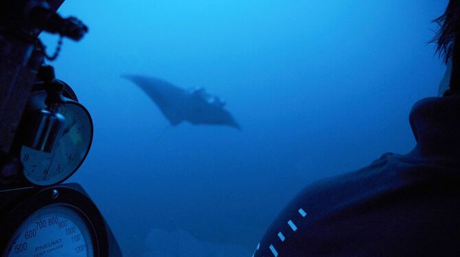 Schutz der Weltmeere