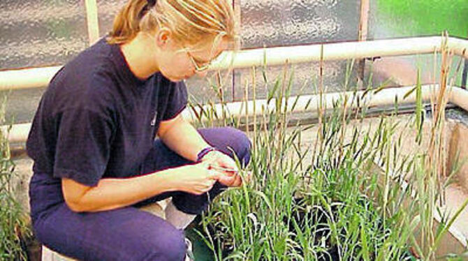 Pflanzenzüchtung ist Handarbeit. Sollen neue Sorten entstehen, sind Schere und Pinsel das Werkzeug.
FOTO: PR Pflanzenzüchtung ist Handarbeit. Sollen neue Sorten entstehen, sind Schere und Pinsel das Werkzeug.
FOTO: PR