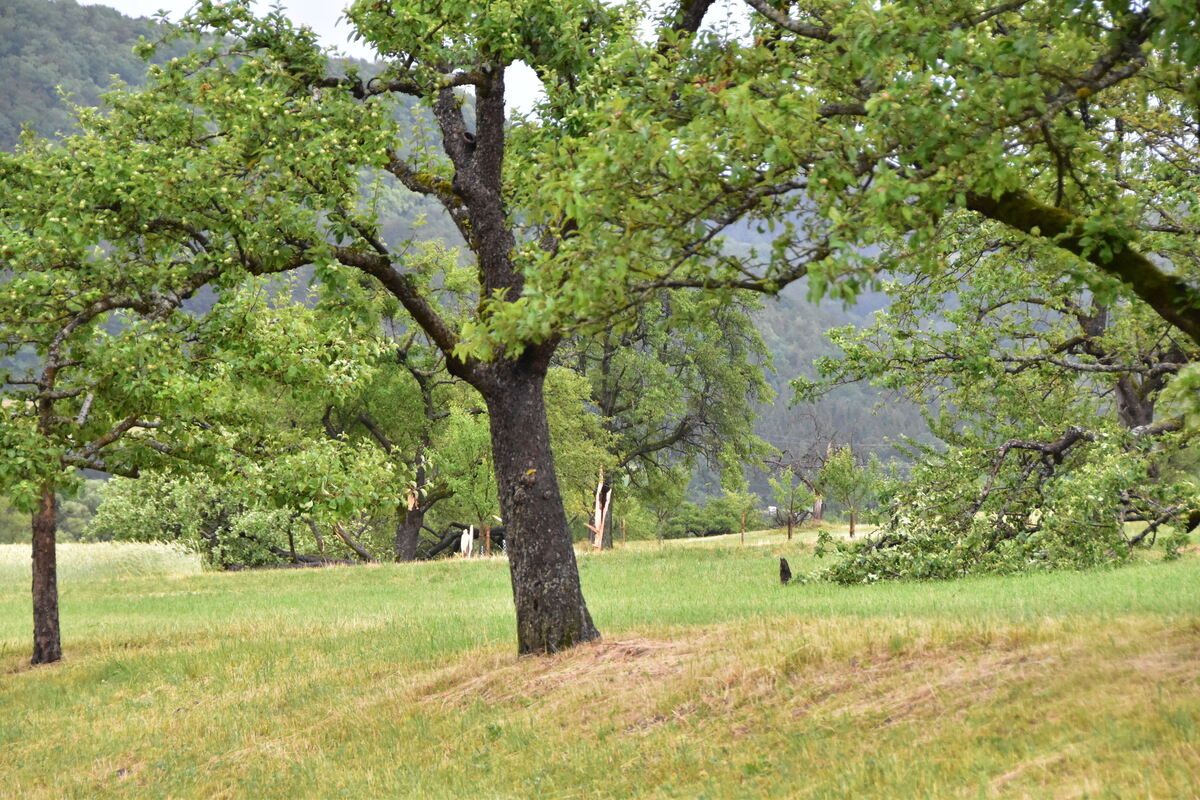 DSC_0003FOTOS JÜRGEN MEER 21 Juni 2023