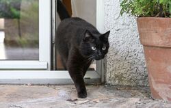 Katzenschutzverordnung in Mannheim tritt in Kraft