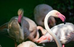 Flamingo Ingo