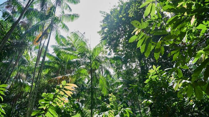 Regenwald in Brasilien