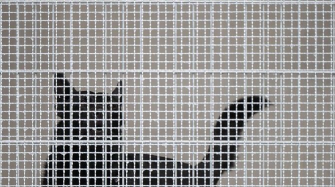 Polizeihund Polizeihund