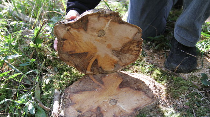 Das Bild zeigt den Stumpf einer vom Pilz befallenen Esche. Sebastian Stengeli, freiberuflicher Forstsachversändiger aus Regensbu