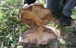Das Bild zeigt den Stumpf einer vom Pilz befallenen Esche. Sebastian Stengeli, freiberuflicher Forstsachversändiger aus Regensbu