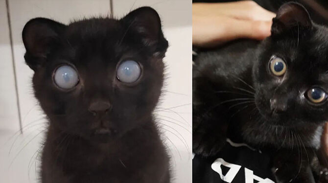 Das Wunder von Waldi in zwei Bildern: Im Tierheim hatte er noch ganz getrübte Augen. Im neuen Zuhause sind die Augen ganz normal