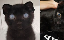 Das Wunder von Waldi in zwei Bildern: Im Tierheim hatte er noch ganz getrübte Augen. Im neuen Zuhause sind die Augen ganz normal