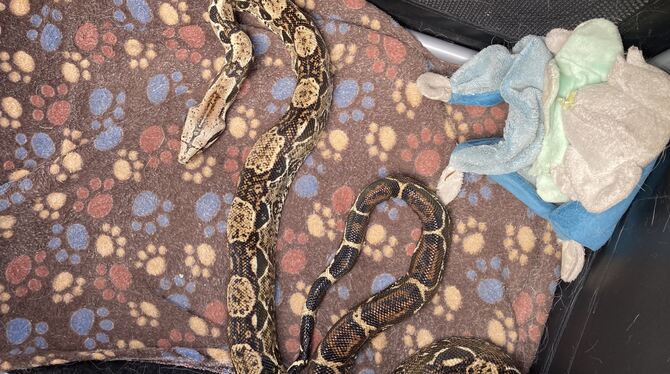 Würgeschlange, Polizei, Rems-Murr-Kreis Diese Schlange entdeckten Spaziergänger in Berglen im Rems-Murr-Kreis. Das Tier war verletzt.