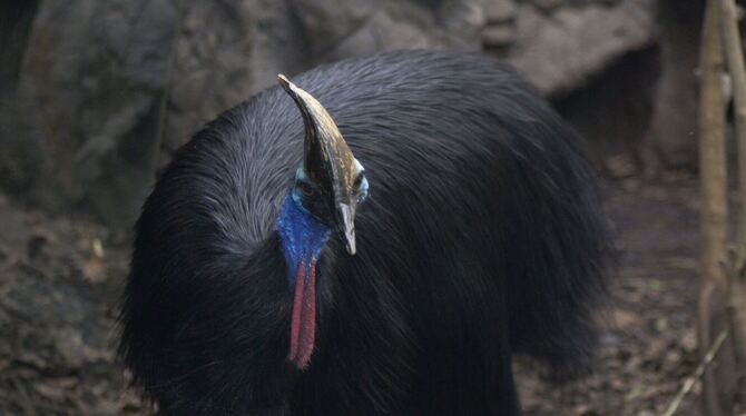 Helmkasuar in Australien
