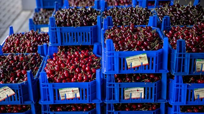 Kirschenernte