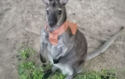 Känguru Jack erneut aus Zoo ausgebrochen