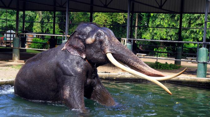 Misshandelter Elefant Sak Surin in Sri Lanka