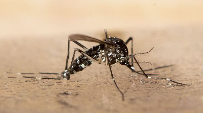 Asiatische Tigermücke