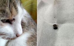 Diese beiden Fotos von Kater Sid und dem Projektil, dass in seinem Kopf steckte, veröffentliche das Tierheim Reutlingen.