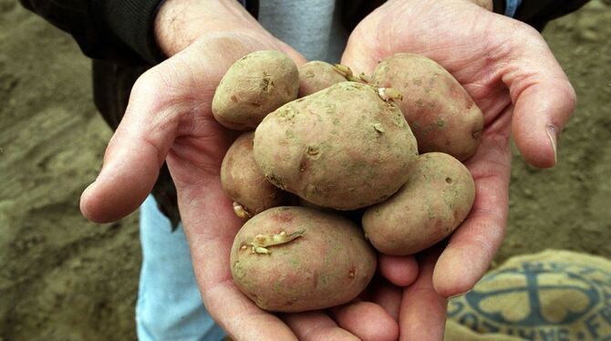 Gen-Kartoffeln Gen-Kartoffeln