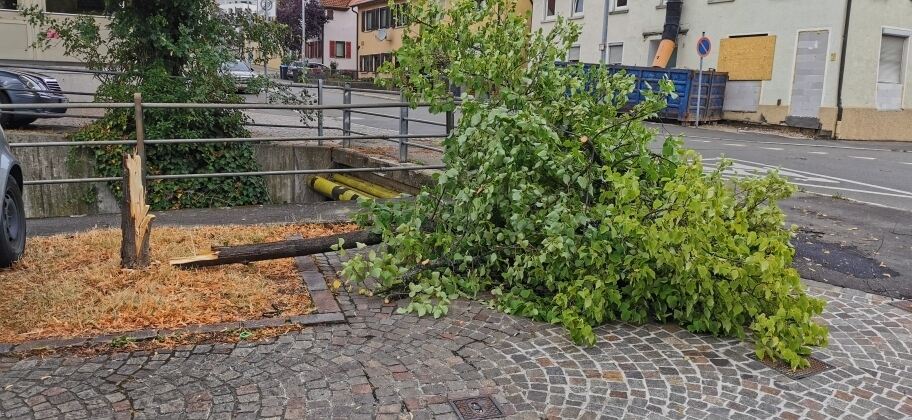 IMG_20230712_084838_resized_20230712_091847634