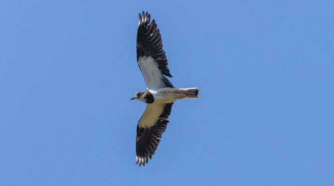 Freilassung von im Karlsruher Zoo aufgepäppelten Kiebitzen Freilassung von im Karlsruher Zoo aufgepäppelten Kiebitzen
