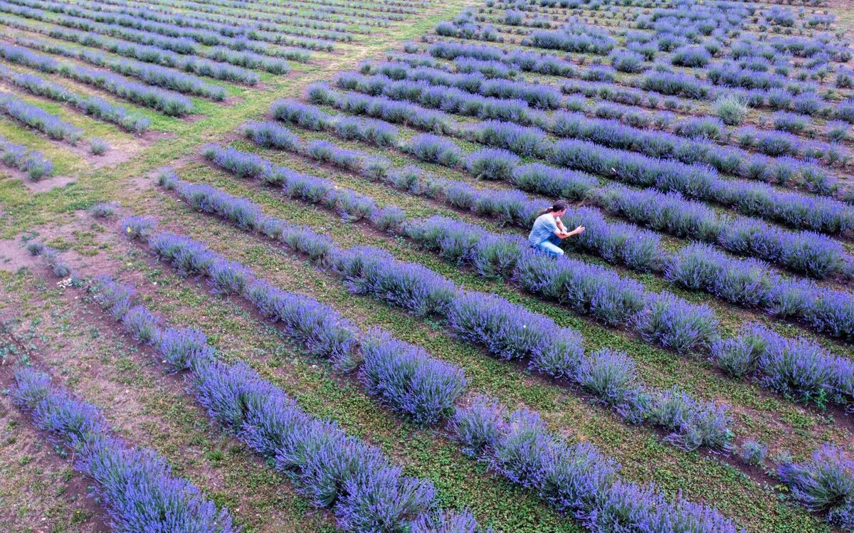 Lavendel
