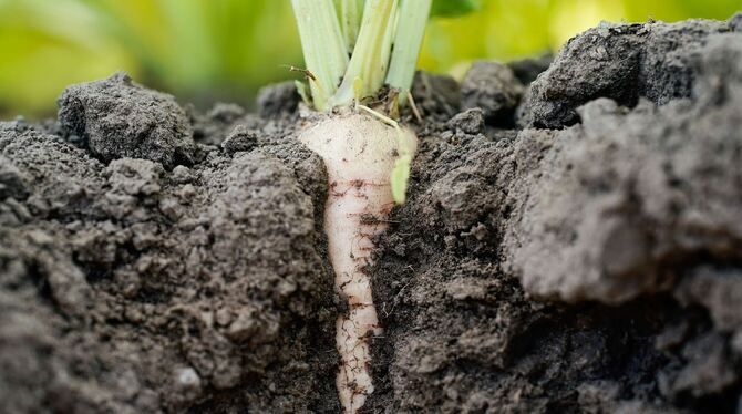 Eine Zuckerrübe