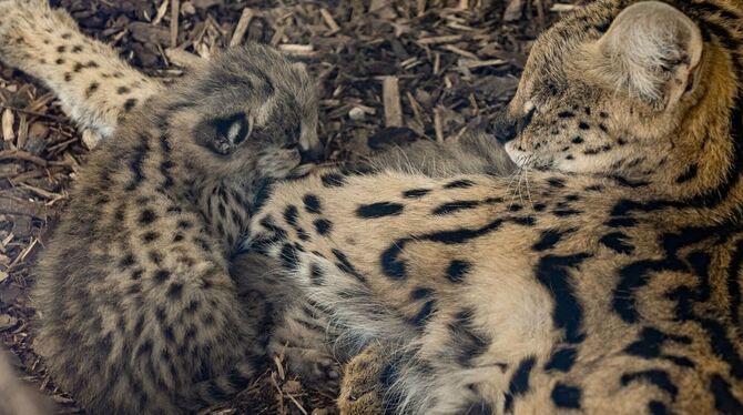 Nachwuchs für Servale Nachwuchs für Servale