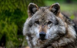 Wolf bei Hannover zerstückelt