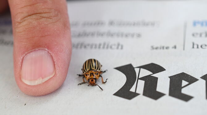 Ein Kartoffelkäfer neben dem Finger des Degerschlachters Wolfram Zielke, der seinen GEA lieber ungestört auf der Terrasse lesen