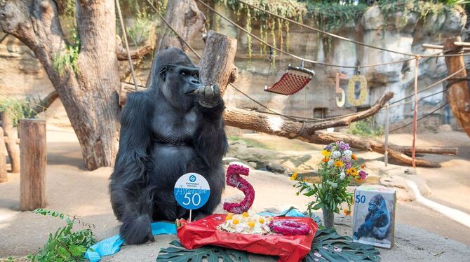 Rostocks Gorilla Assumbo wird 50 Jahre alt
