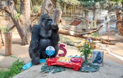Rostocks Gorilla Assumbo wird 50 Jahre alt
