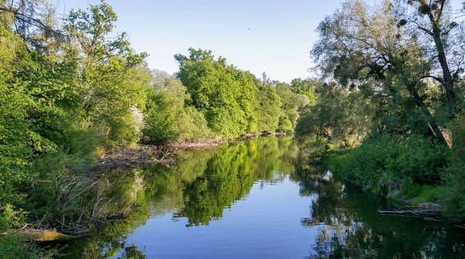 Tote Fische in der Schussen